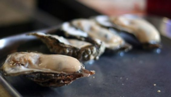 oysters-gulf-coast